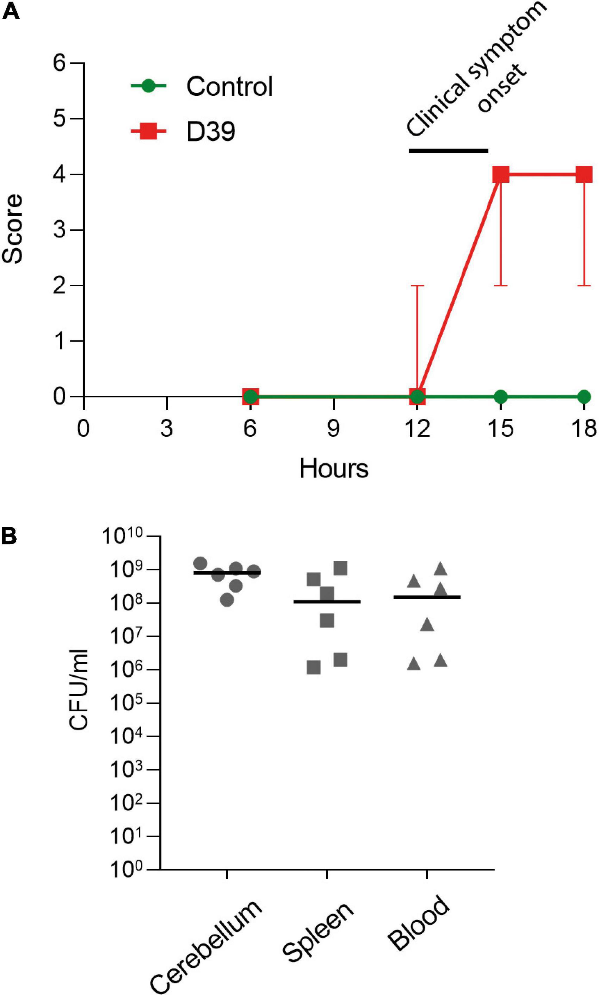 Dendritic spine loss deep in the neocortex and dendrite distortion with diffusion disturbances occur early in experimental pneumococcal meningitis